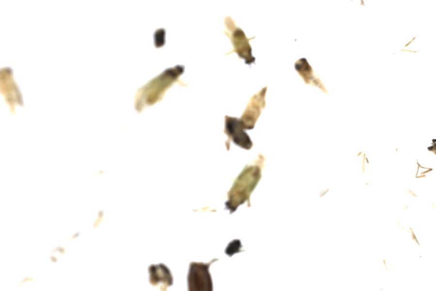 Image 25